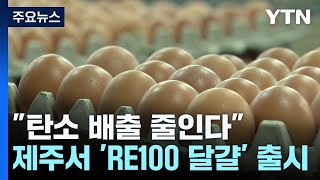 제주에서 'RE100 달걀' 출시...탄소 저감 기대 / YTN