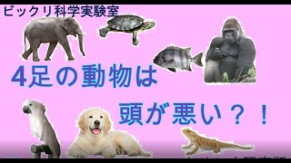 ４つ足の動物は頭が悪い