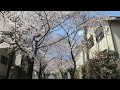 野掛け　寿楽荘の桜並木２０１９年４月４日