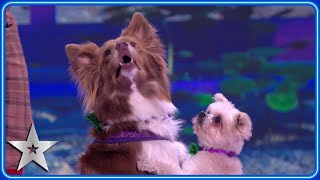 Dancing dogs The Trickstars bring a performance as SWEET as candy! | Semi-Finals