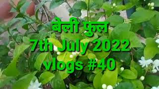 बेली फूल Beli Flower@My Family vlogs#