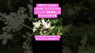 【ASMR】ヨツスジハナカミキリの「恋愛模様」が見られる日本の夏 #sdgs #insects #虫の音 #asmr #wildlife #animals #sounds #yt #交尾の音 #日本