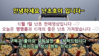 난초 판매영상입니다. (10/1) 좋은 난초 가져왔으니 많은 관심과 성원 부탁드립니다 👍