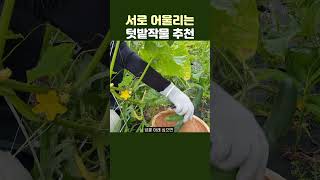 섞어짓기 다양한 방법🌱혼작 작물 아이디어