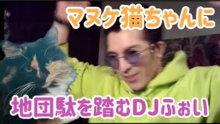 【雑談】マヌケ猫ちゃんを泣き止ますために試行錯誤するDJふぉい【冗談だよ〜】