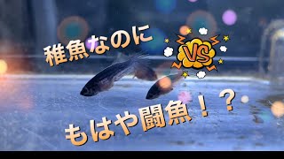 ベタ稚魚【18日目〜30日目】