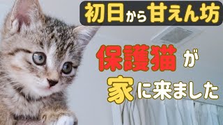 【保護猫】兄弟猫との別れ…適応力バツグンな子猫をお迎えしました