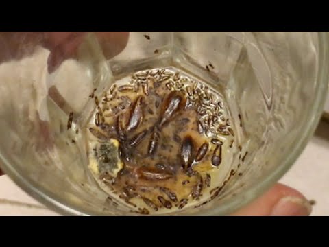 how to get rid of roaches cockroaches fast safe and no chemicals odder how to get rid of roaches cockroaches fast safe and no chemicals odder