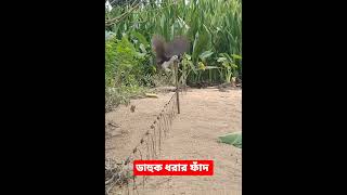 ডাহুক ধরার ফাঁদ | ডাহুক পাখি শিকার | Bird Home Channel