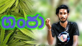 Weed - .ගංජා