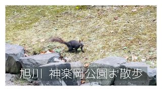 旭川 神楽岡公園【お散歩動画】