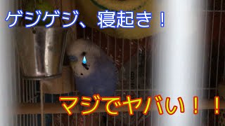 セキセイインコ　イブです。ゲジゲジに初？の寝起き撮られました！