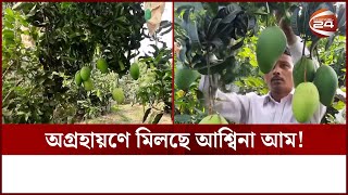 নিজেদের উদ্ভাবিত উপায়ে সফল হয়েছেন চাঁপাইনবাবগঞ্জের আম চাষিরা | Mango | Chapainawabganj  | Channel 24