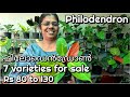 ഫിലോഡെൻഡ്രോൺ | Philodendron 7 varieties for sale | Rs 80 to 130