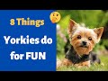 8 Things Yorkies Like to Do for Fun | 6 & 8 is Shocking 😲