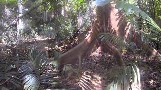 Giant Spider in the (Thai) jungle with 25cm diameter