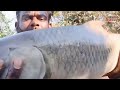 unavailable big size rohu fish catching amazing 4 hoos guccha gal fishing technique fishing fish