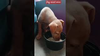 தனியா தின்னு வாந்தி பேதி வந்திரபோகுது 😜😜😋எனக்கு கொஞ்சம் கொடர #comedy #dog #shortsyoutube