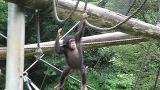 My play time! by Ibuki  僕の遊びの時間！イブキ　Chimpanzee  Tama Zoological Park