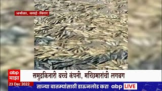 Vasai Beach Fish : वसई-विरारच्या अर्नाळा समुद्रकिनारी जीवंत आणि मृत तारली माशांचा खच