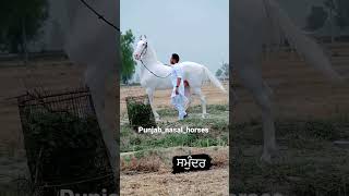 #marwari #horse #trending #nukra #nukrahorse #majuke #horselover #whatsappstatus