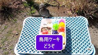 ヒヨドリ　毎朝窓の外からのぞいて「エサまだか！」