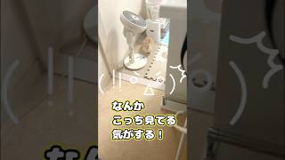 なんかこっち見てる気がする！　#ウサギ　#うさぎ　#bunny #shorts #rabbit