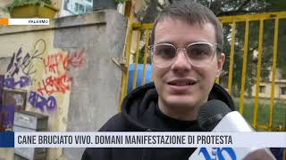 Palermo. Cane bruciato vivo. Domani manifestazione di protesta