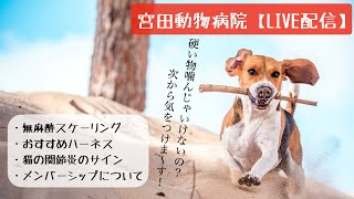 宮田動物病院 ライブ配信【MAHチャンネル】