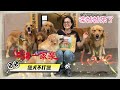 獵犬不打獵第三集 一日狗奴 擼狗天堂 療癒系黃金獵犬 11隻黃金獵犬 獵犬不打獵團長與獵犬 苗栗