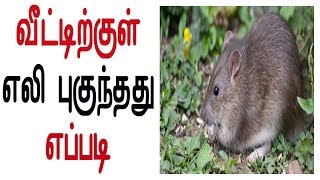 வீட்டிற்குள் எலி புகுந்தது எப்படி ?