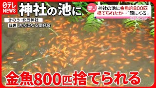 「頭にくる」神社の池に金魚捨てられる…8人がかりで約2時間半かけてすくいだす