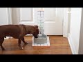 how to make a stylish self filling dog water bowl