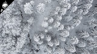 Drohnenflug über Winterwald im Allgäu – Mavic Air 2 / Final Cut Pro / 2k Footage