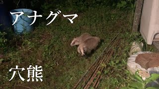 アナグマ  夜の訪問者