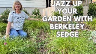 All About Berkeley Sedge