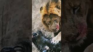 Lion crunch a neck of wildbeest #shorts #wildlife