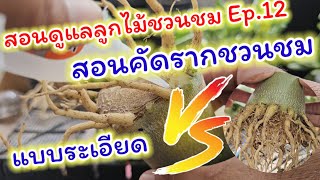 สอนดูแลลูกไม้ชวนชม Ep.12 สอนคัดรากชวนชมแบบระเอียด | วาวา ป่าสัก