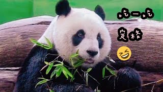 圓仔姐姐又奶又萌最可愛，乖乖巧巧認真吃播|熊貓貓熊The Giant Panda Yuan Yuan and Yuan Bao|台北市立動物園