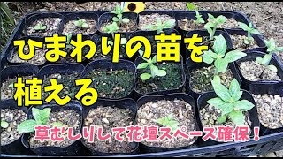 【庭の花】窓から見える一画に、種から育てたひまわりの苗を植えてみた　～Sowing sunflower seeds～