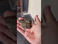 Rescue of baby sparrow