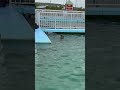 ひょこっと顔を出しているゴマフアザラシ　オホーツクとっかりセンター spotted seal in tokkari center.