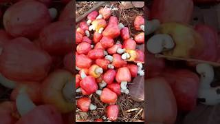 koknatil kaju bhajnyachi paddat | process of cashew at konkan| भाजलेले काजू |