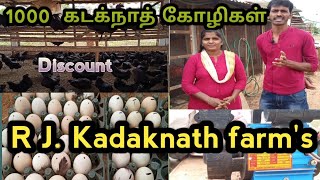 How to breed kadaknath  chicken |Tamil | uzhavar360/rjfarms