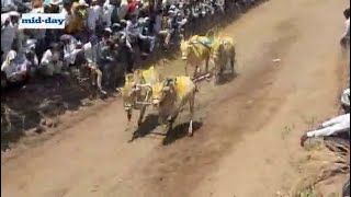 Pune village breaks rules, organises bullock-cart competition