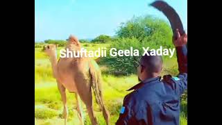 Shuftadii Geela MUUSE ISMAIL Ka Dhacday Konfurta SANAAG oo lagu daba Joogo