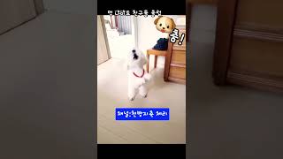 #춤 #🐶 #클럽 #강아지 #슈퍼스타 #블랙말티푸 #쇼츠추천 #좋아요