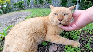 芝生でくつろぐおじいちゃん茶トラ猫をモフる