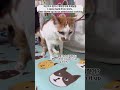 달달메치 20세 노묘 메소_헤어볼 드러워서 싫음meso hates hairball 고양이 cat