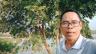 អត្ថប្រយោជន៍ដើមស្ដៅ